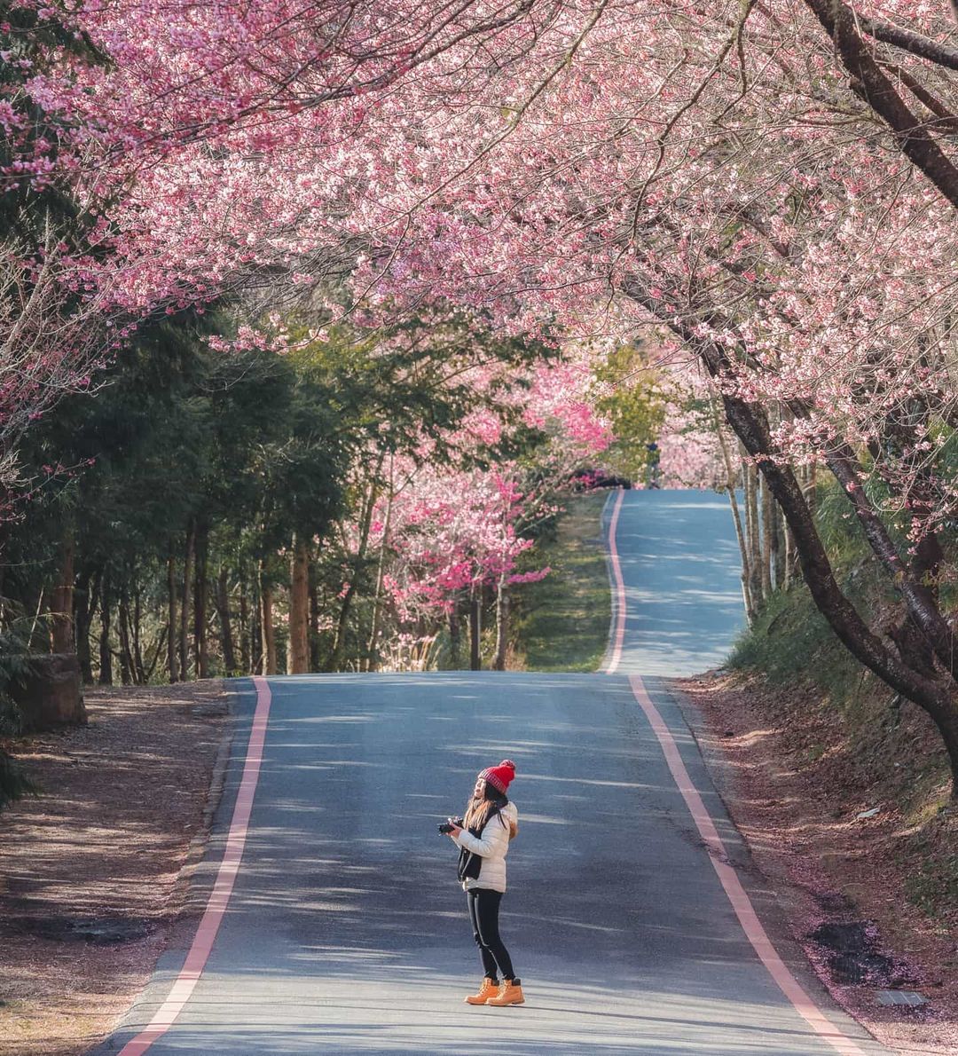 武陵農場櫻花季 