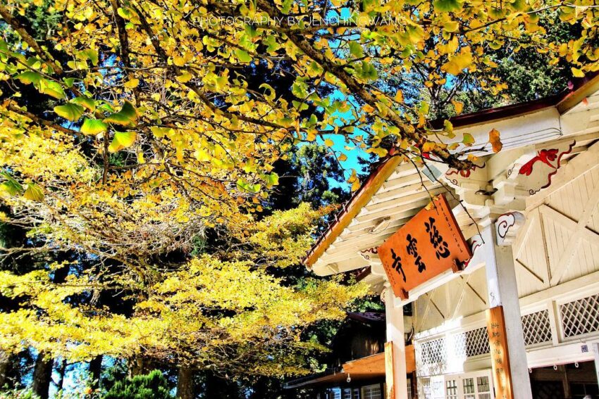 京都車站 阿里山櫻花季【阿里山賞櫻攻略】推薦必去拍照景點、櫻花花況、賞櫻路線、交通懶人包 京都車站 2023 阿里山慈雲寺