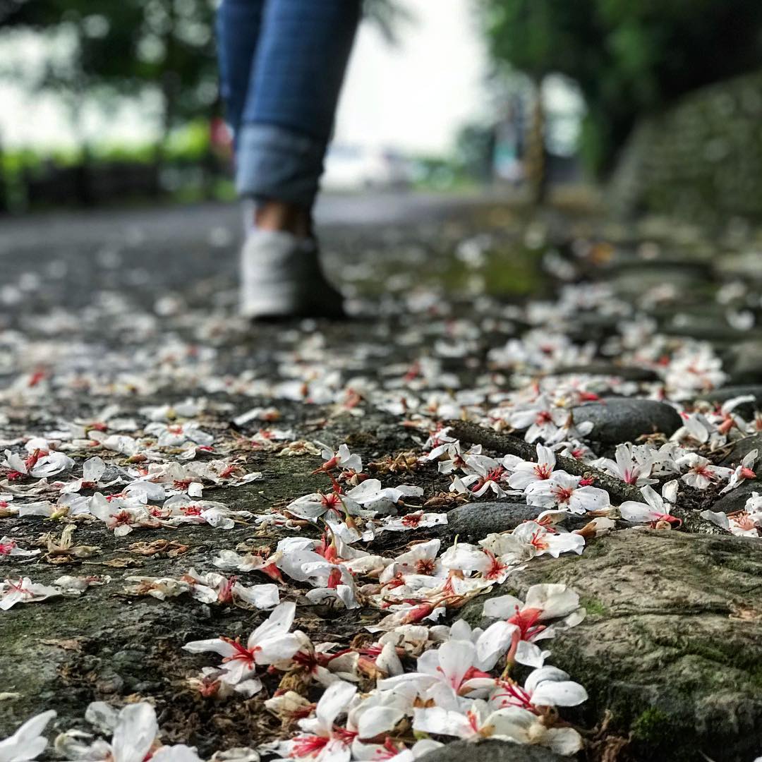 花蓮吉安 楓林步道 五月雪 桐花