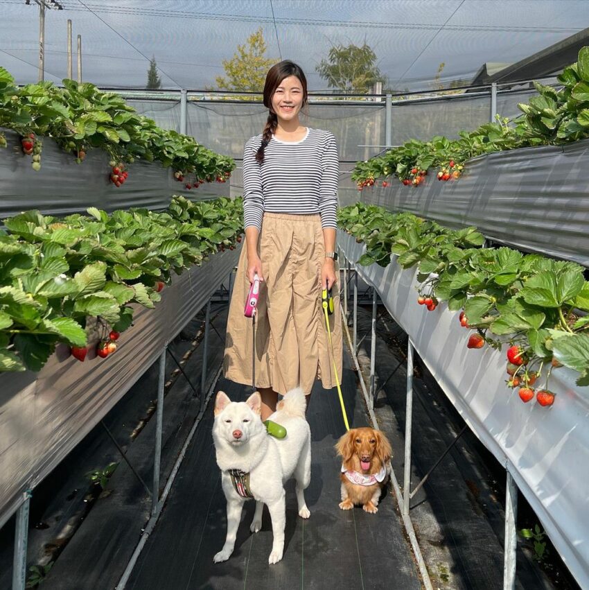 冬季節限定，苗栗大湖草莓季開跑！苗栗草莓攻略【好評草莓園/採收時間/草莓價格/】