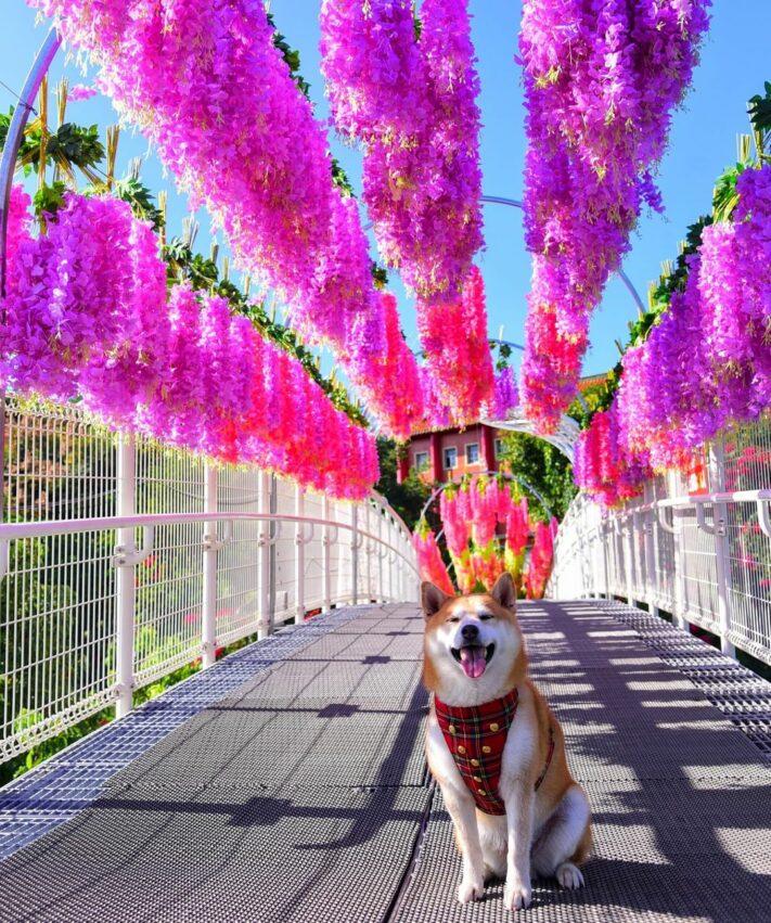 彰化月影燈季 八卦山|2023彰化月影燈季|9大燈區必看亮點,夢幻花道美拍,交通攻略 彰化月影燈季 2023 彰化月影燈季 八卦山|2023彰化月影燈季|9大燈區必看亮點,夢幻花道美拍,交通攻略 1 2023