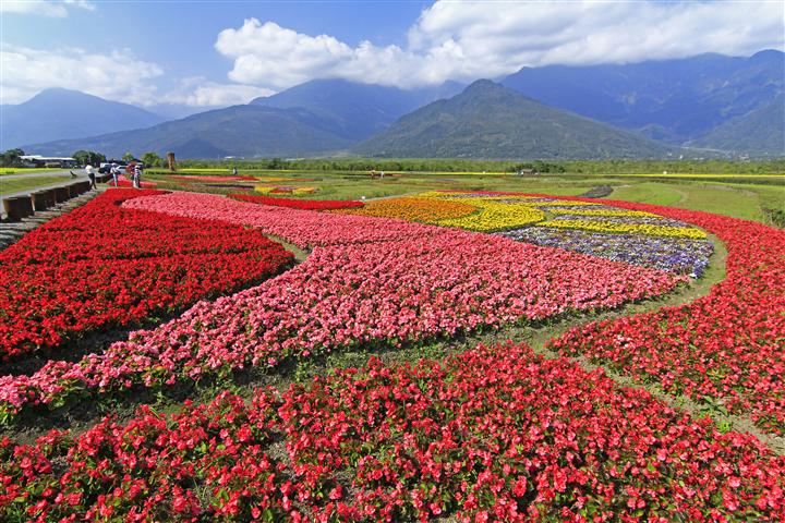 大農大富平地森林園區｜4大必拍特色｜圖騰花海 每年春節期間，大農大富總會舉辦主題花海，範圍高達11公頃，種植的花卉多達20幾種，遠遠看過去非常的壯觀，五顏六色的繽紛花海，360度怎麼拍都好看