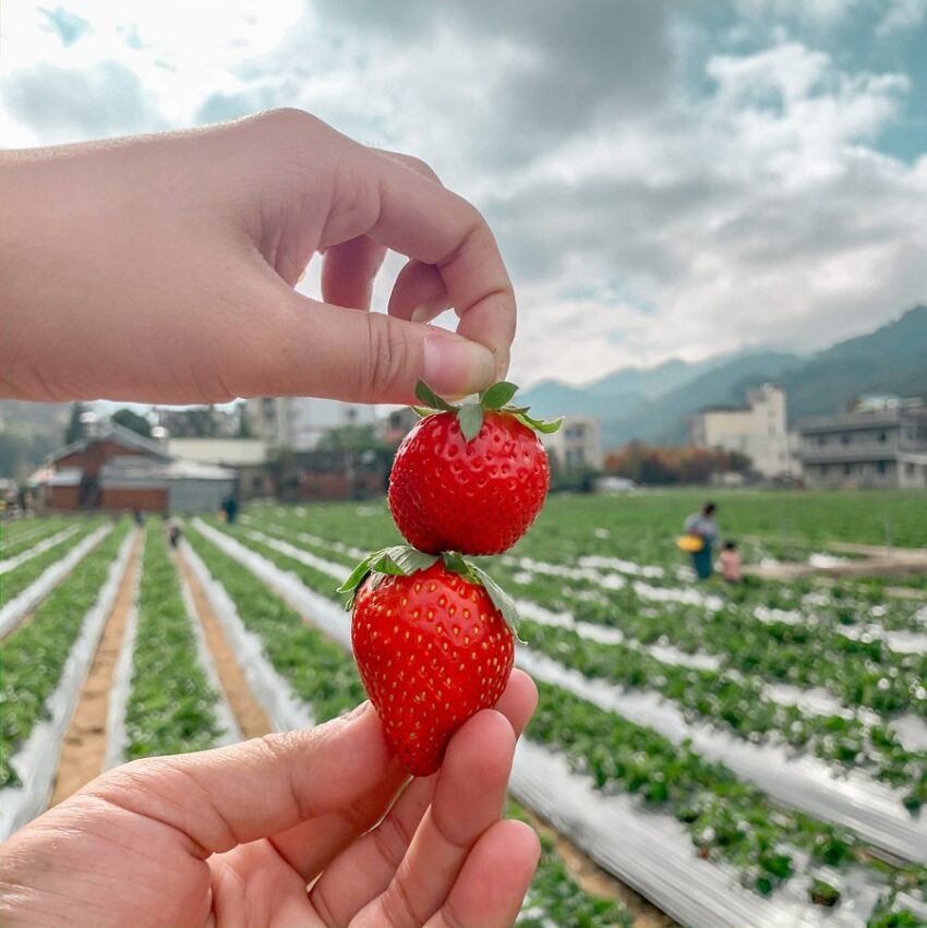 冬季節限定，苗栗大湖草莓季開跑！苗栗草莓攻略【好評草莓園/採收時間/草莓價格/】