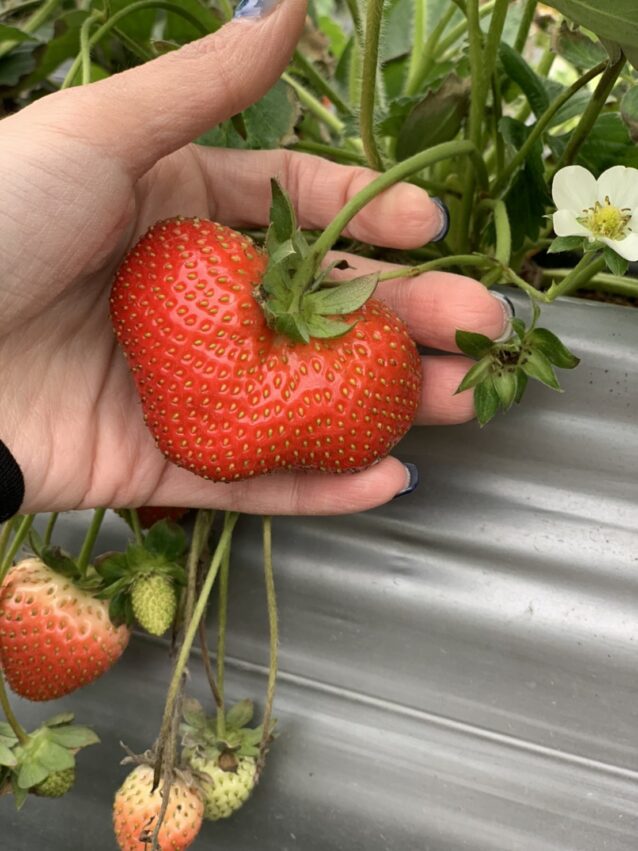 冬季節限定，苗栗大湖草莓季開跑！苗栗草莓攻略【好評草莓園/採收時間/草莓價格/】