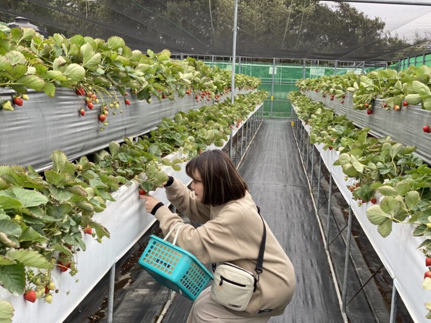 冬季節限定，苗栗大湖草莓季開跑！苗栗草莓攻略【好評草莓園/採收時間/草莓價格/】