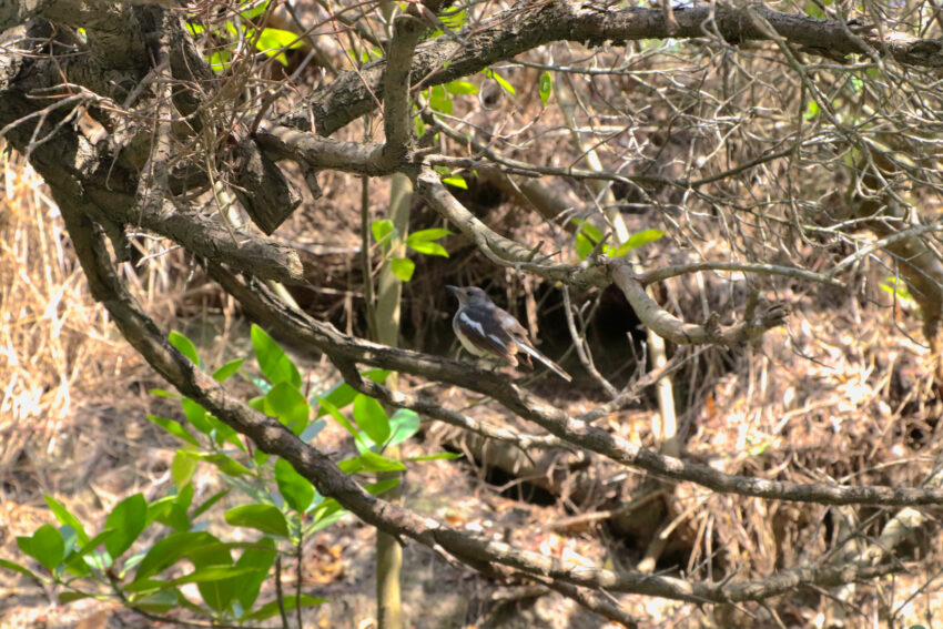 四草隧道 鳥隻