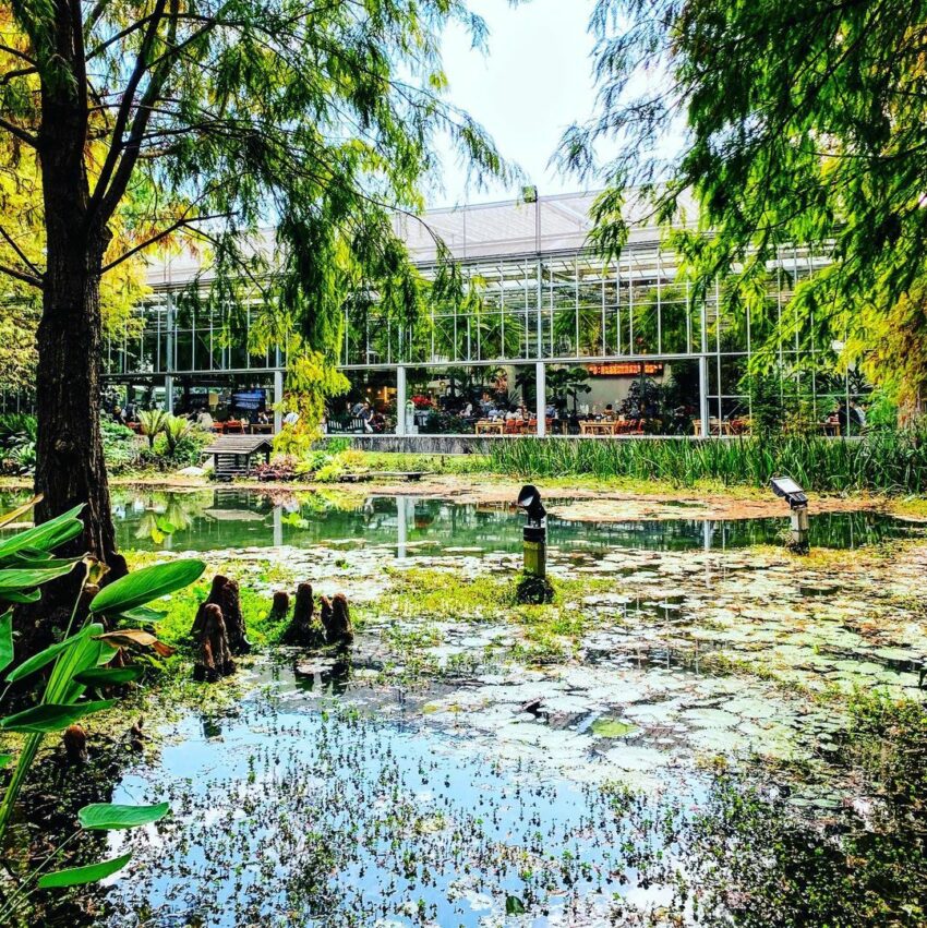 菁芳園｜浪漫落羽松、湖畔玻璃屋花園景觀餐廳、超夯彰化拍照打卡景點 32 2024