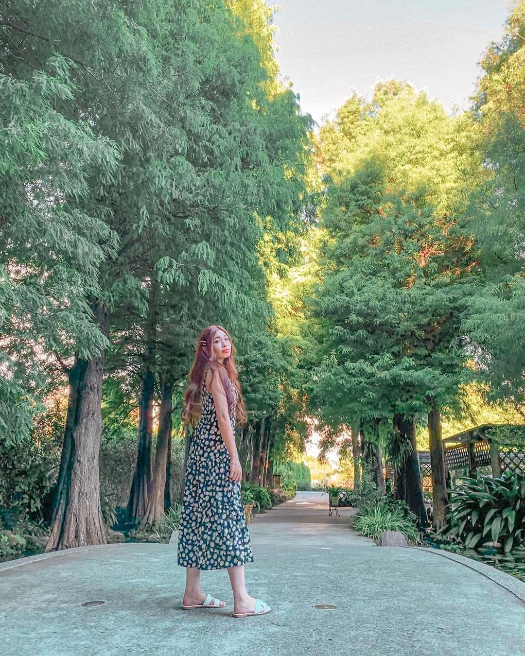 菁芳園｜浪漫落羽松、湖畔玻璃屋花園景觀餐廳、超夯彰化拍照打卡景點 7 2024