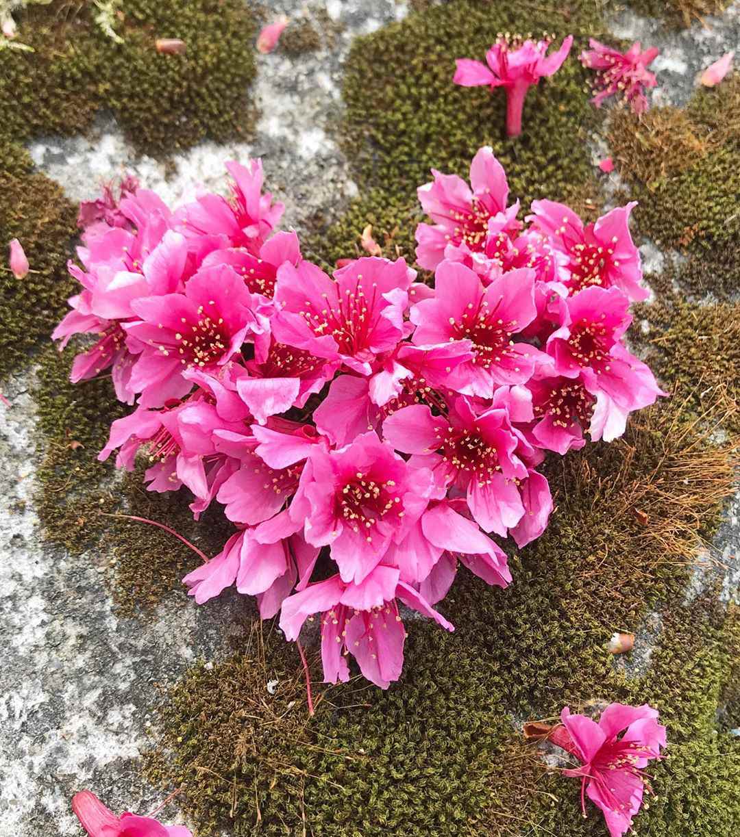 阿里山櫻花季花況 阿里山櫻花季花況
