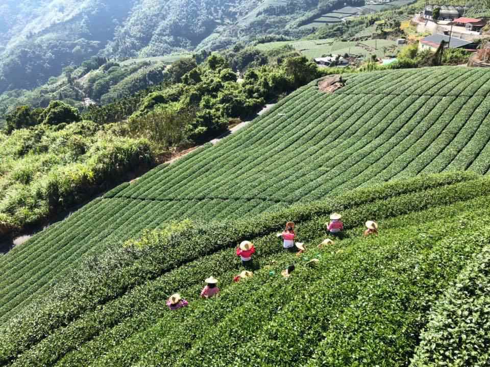 阿里山景觀民宿