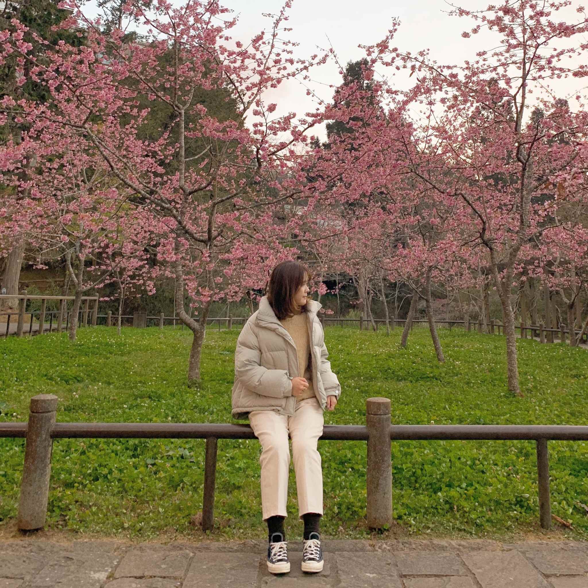 阿里山櫻花季 沼平車站周邊櫻花盛開