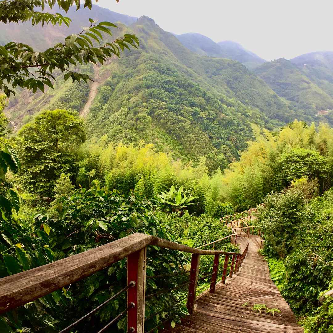 阿里山螢火蟲季 風流洞步道