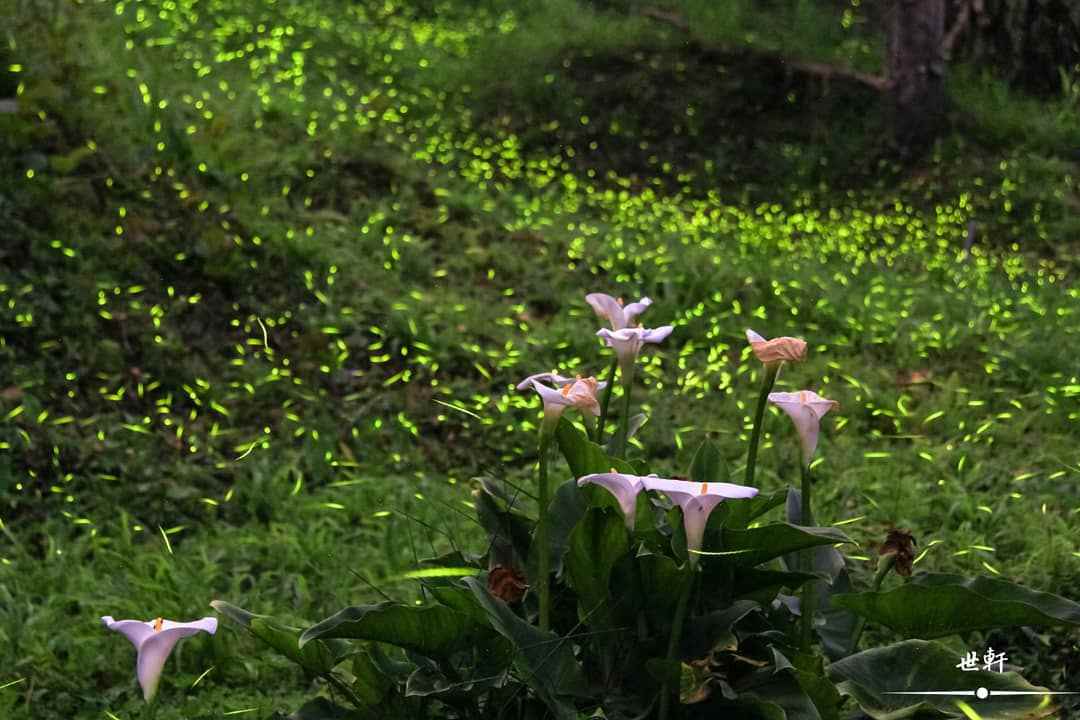 阿里山螢火蟲季 賞螢秘境 圓潭自然生態園區 自然步道