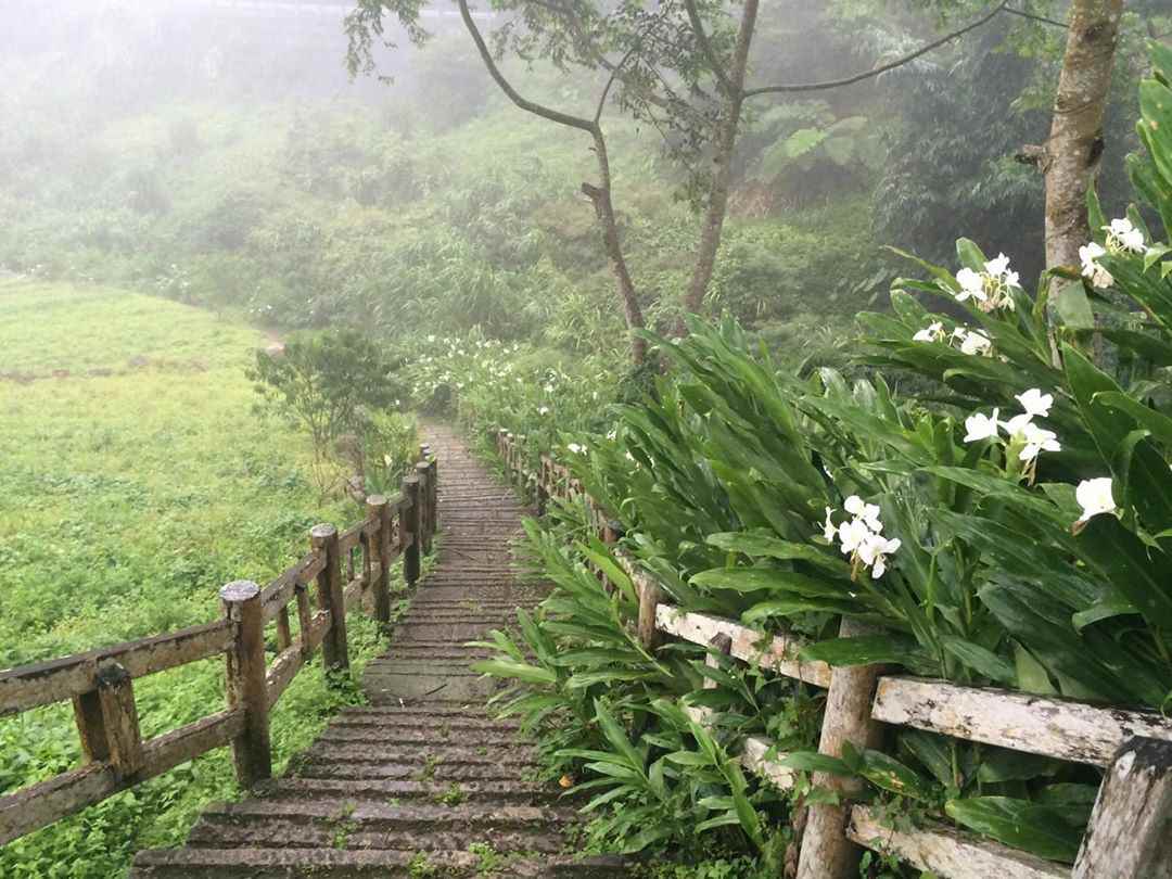 阿里山螢火蟲季 賞螢秘境 野薑花步道