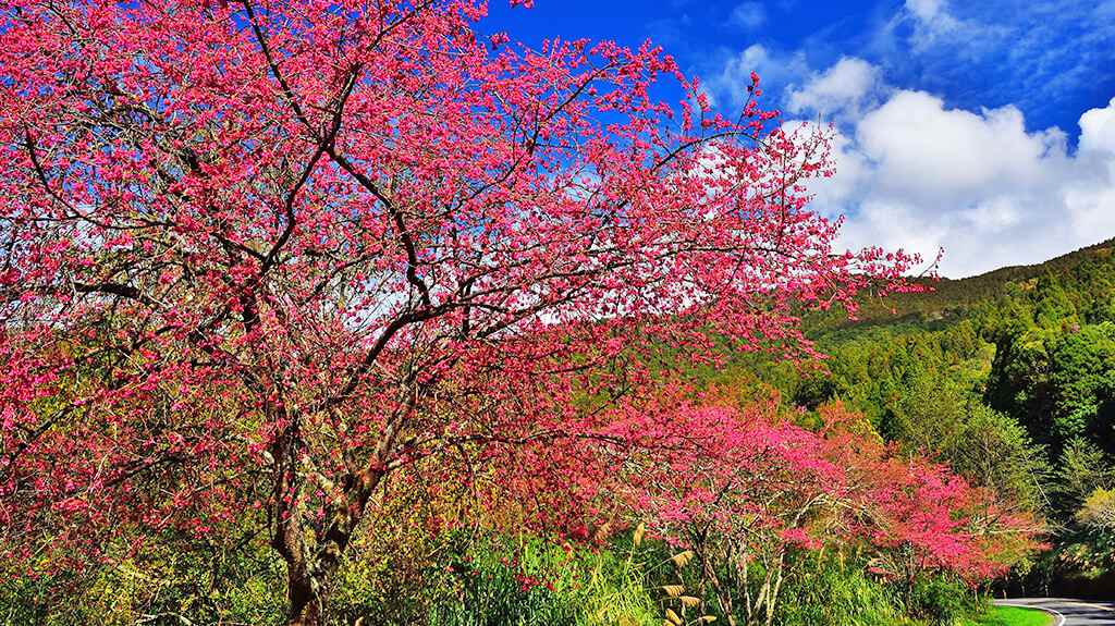 阿里山天氣 櫻花季