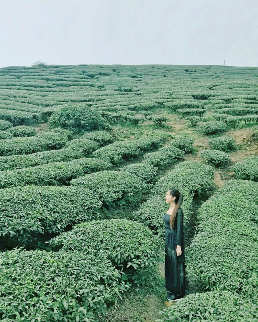 嘉義梅山一日遊 雲之南步道