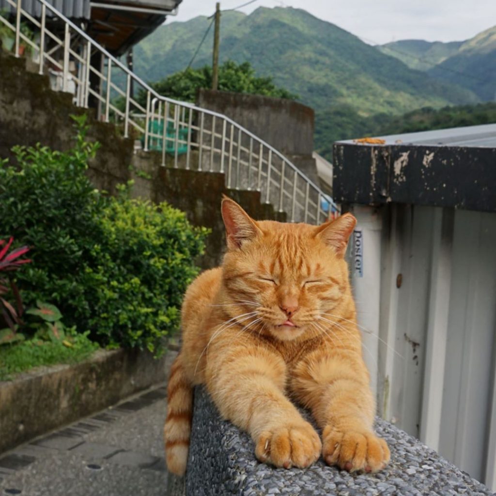 猴硐貓村 貓咪照片