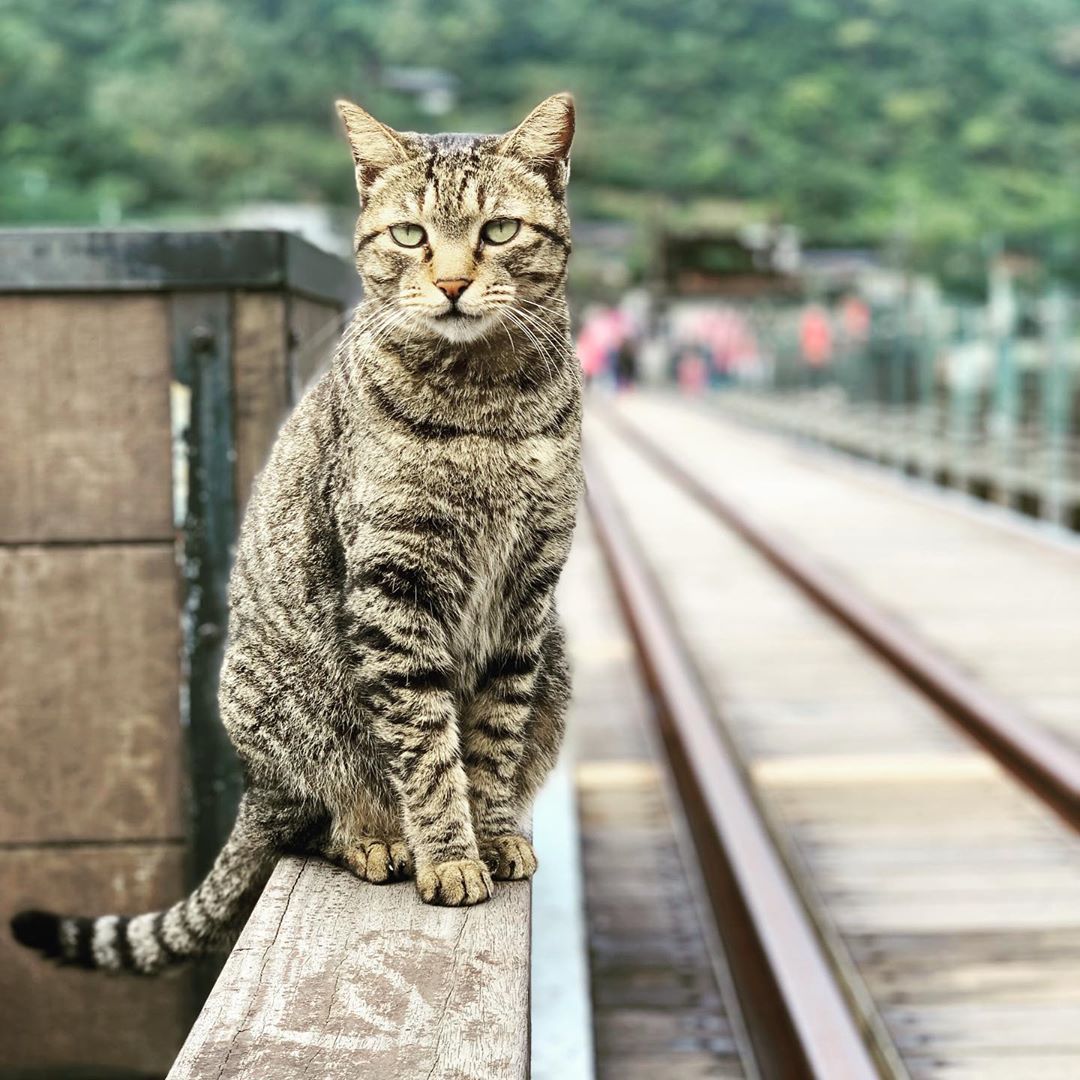 猴硐貓村 貓咪