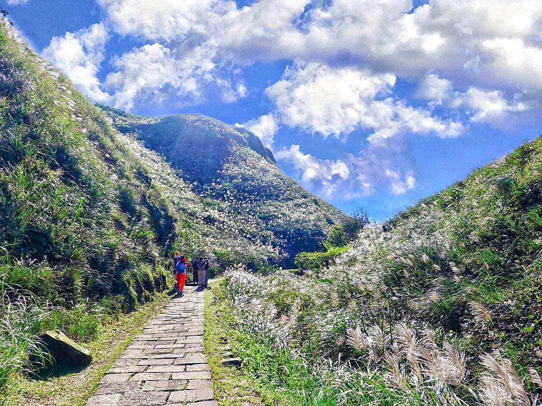 新北登山步道｜草嶺古道｜芒草仙境還能遠眺龜山島