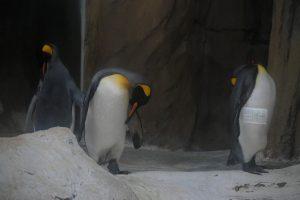 動物園,台北市立動物園,企鵝
