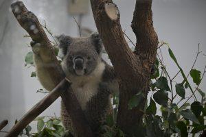 動物園,台北動物園,台北市立動物園,無尾熊