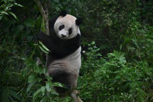 動物園, 台北木柵動物園 ,台北市立動物園,大熊貓