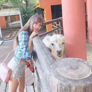 動物園,台北市立動物園,羊駝,台北市立動物園