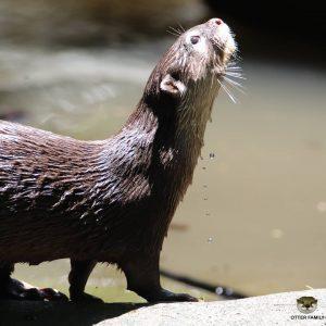 動物園,台北市立動物園,水獺,台北動物園