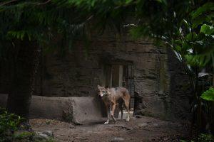 動物園,台北動物園,台北市立動物園,灰狼