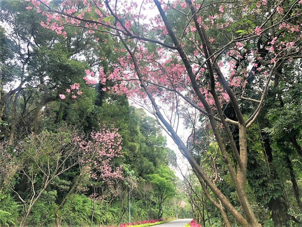 滬尾櫻花大道,淡金鄧公站,淡水景點,淡水,景點,淡水一日遊2020