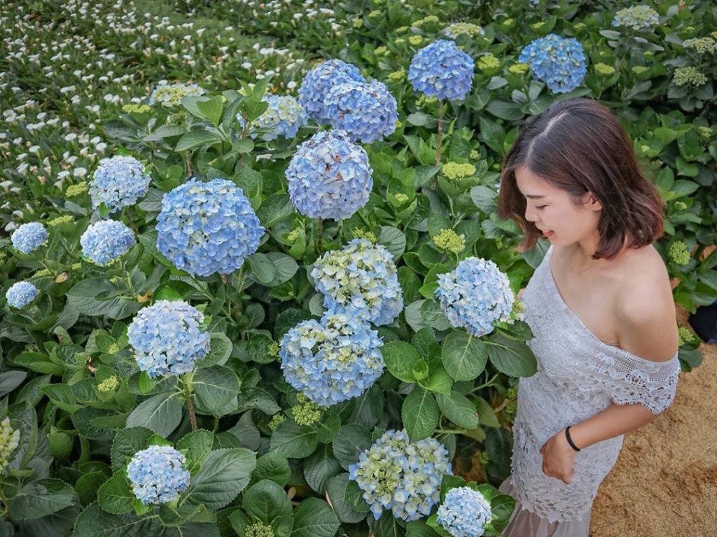 22陽明山花季攻略 3月海芋季 繡球花季接力登場 春遊陽明山大拍ig 美照吧