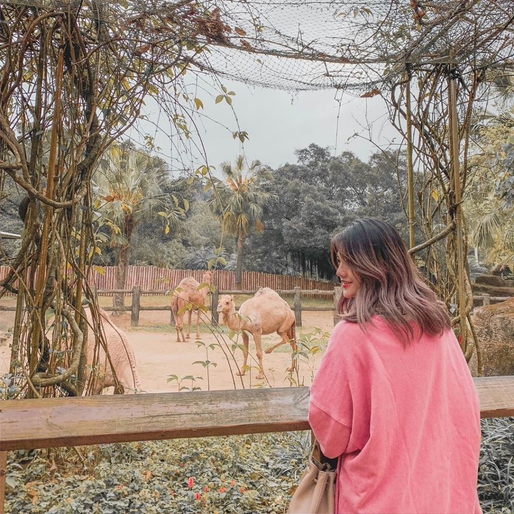 動物園,台北動物園,台北市立動物園,駱駝