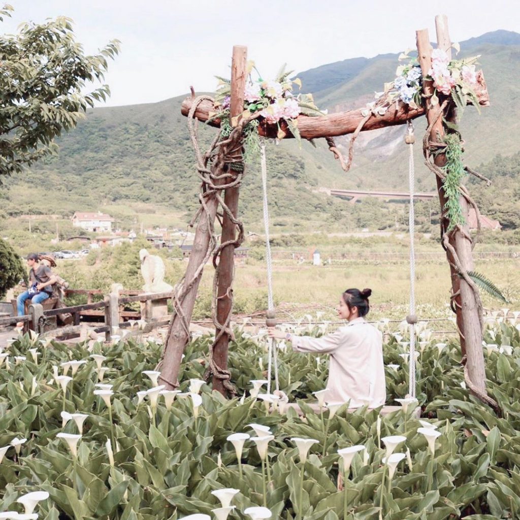 陽明山花季 竹子湖海芋綻放中 陽明山花況 溫泉住宿 秘境景點 交通懶人包 陽明山花季 竹子湖海芋綻放中 陽明山花況 溫泉住宿 秘境景點 交通懶人包
