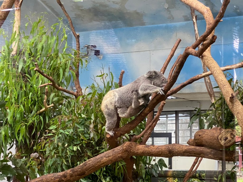 動物園,台北動物園,台北市立動物園,無尾熊