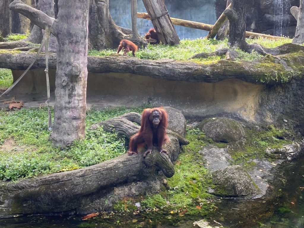 動物園,台北動物園,台北市立動物園,紅毛猩猩