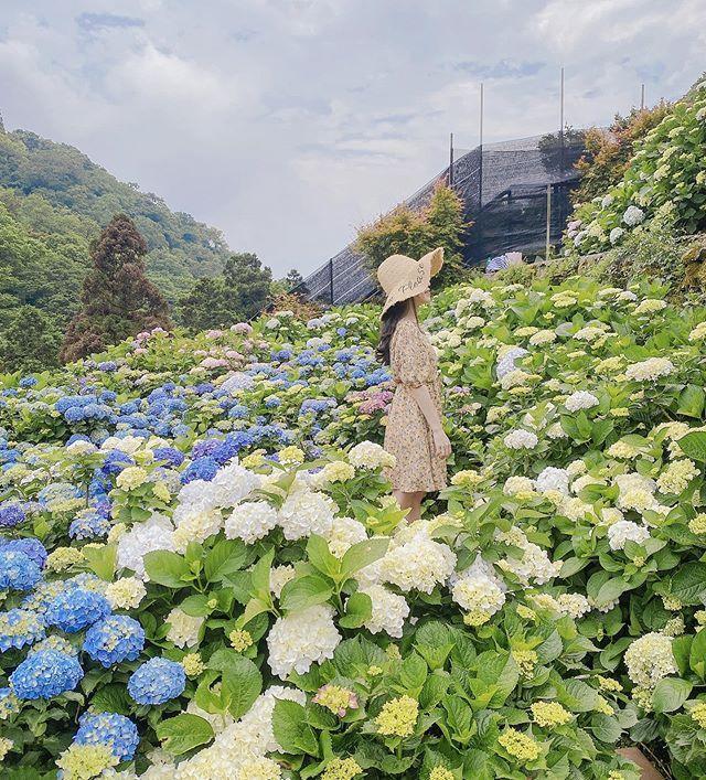 - 陽明山花季 陽明山花季 | 竹子湖海芋已開八成!陽明山花況&溫泉住宿&秘境景點&交通懶人包 2021 陽明山,繡球花季,陽明山繡球花季,繡球花季,繡球花,台北景點,陽明山景點