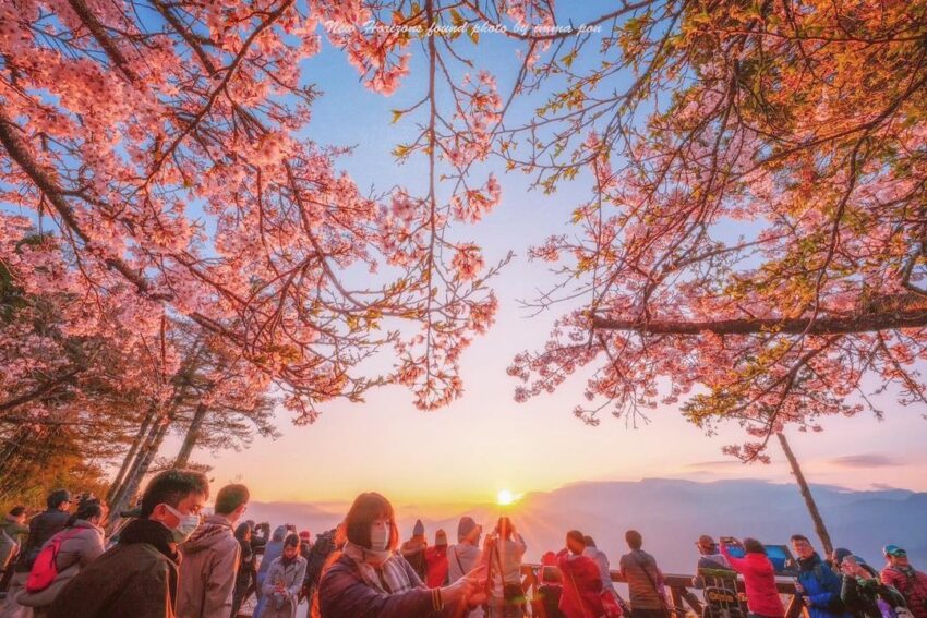 京都車站 阿里山櫻花季【阿里山賞櫻攻略】推薦必去拍照景點、櫻花花況、賞櫻路線、交通懶人包 京都車站 2023 祝山日出觀景台