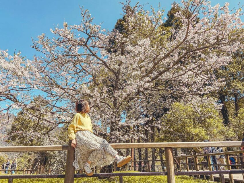 阿里山櫻花 賞櫻 阿里山櫻花 賞櫻