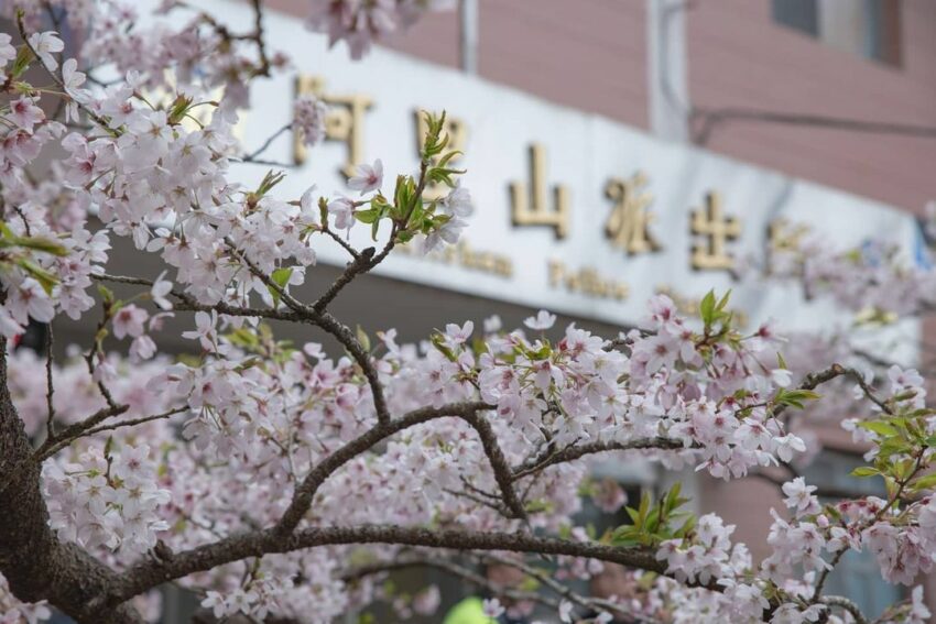 京都車站 阿里山櫻花季【阿里山賞櫻攻略】推薦必去拍照景點、櫻花花況、賞櫻路線、交通懶人包 京都車站 2023 阿里山派出所