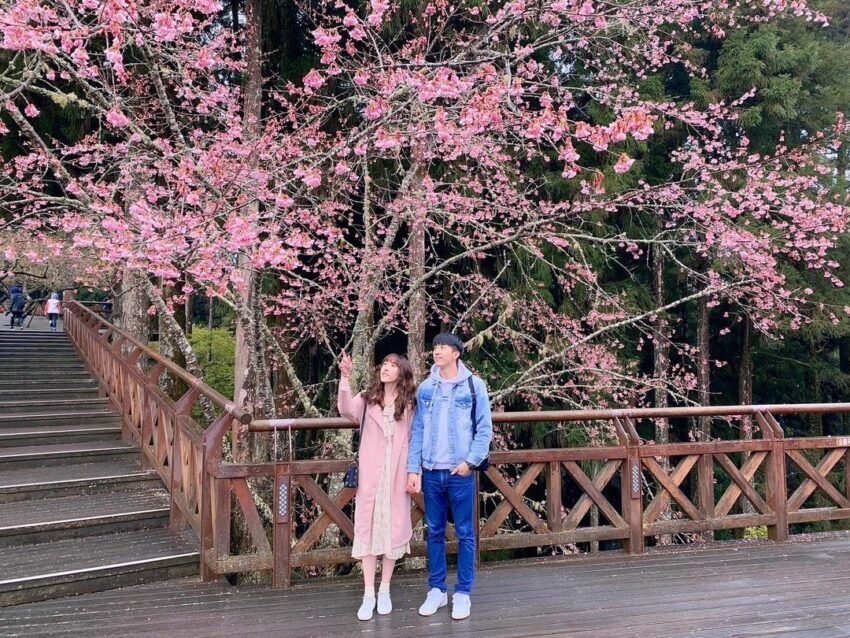 阿里山賓館 櫻花 賞櫻 阿里山賓館 櫻花 賞櫻