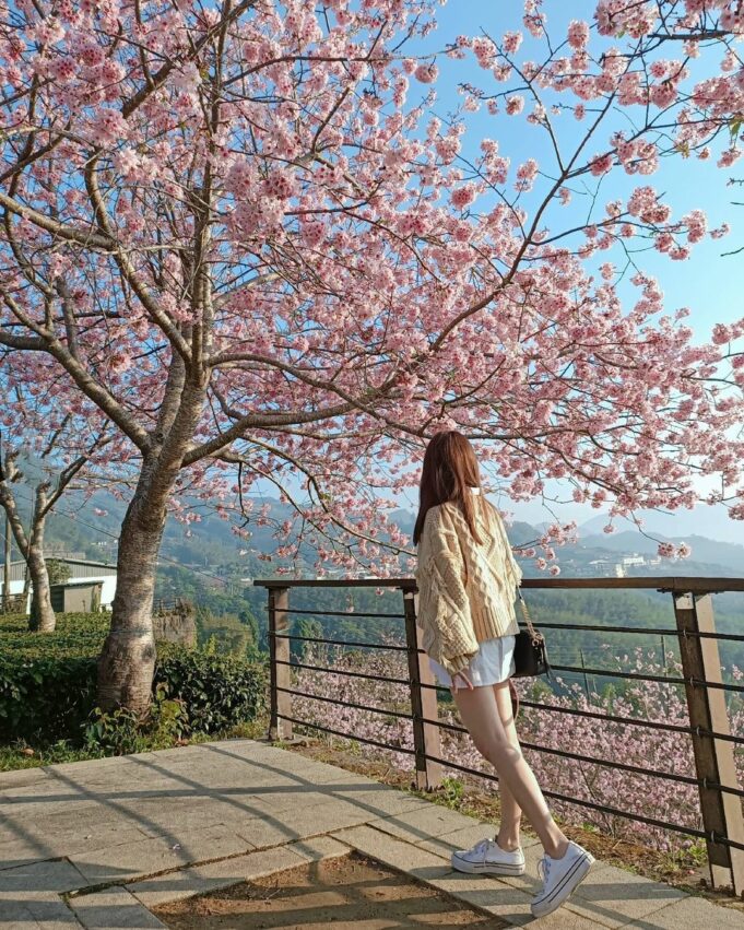 京都車站 阿里山櫻花季【阿里山賞櫻攻略】推薦必去拍照景點、櫻花花況、賞櫻路線、交通懶人包 京都車站 2023 台中景點,台中 阿里山櫻花季【阿里山賞櫻攻略】推薦必去拍照景點、櫻花花況、賞櫻路線、交通懶人包 14 2023