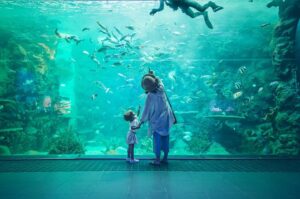 澎湖旅遊 【澎湖水族館】台灣離島唯一的「澎湖水族館」海洋生態一日遊、門票攻略 3 2022