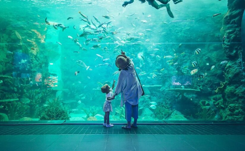 澎湖水族館 探索澎湖海洋生態 澎湖水族館特色 購票資訊 交通攻略 好好玩台灣21 澎湖水族館 探索澎湖海洋生態 澎湖水族館特色 購票資訊 交通攻略 好好玩台灣21