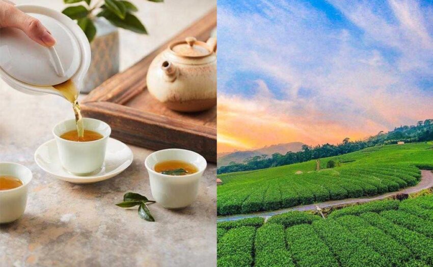 一篇帶你喝好茶，教你如何分辨金萱茶、烏龍茶、紅茶＆嚴選人氣阿里山茶家 2 2024