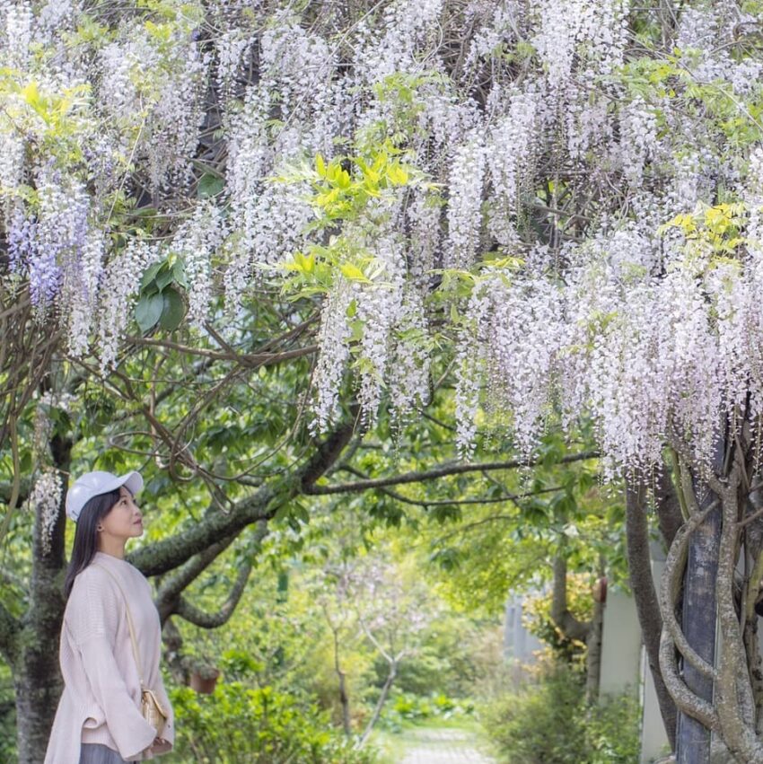 武陵農場花季 白藤花