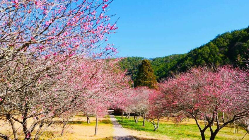 武陵農場花季梅花 武陵花季