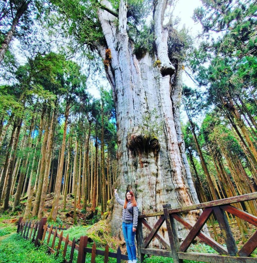 阿里山國家森林遊樂區 (姊妹潭、水山巨木) 阿里山國家森林遊樂區 (姊妹潭、水山巨木)