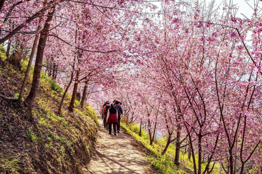 2021全台賞櫻景點－司馬庫斯－司馬庫斯巨木群 