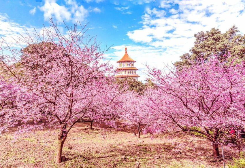 2021台灣賞櫻景點-吳極天元宮 2021台灣賞櫻景點-淡水天元宮