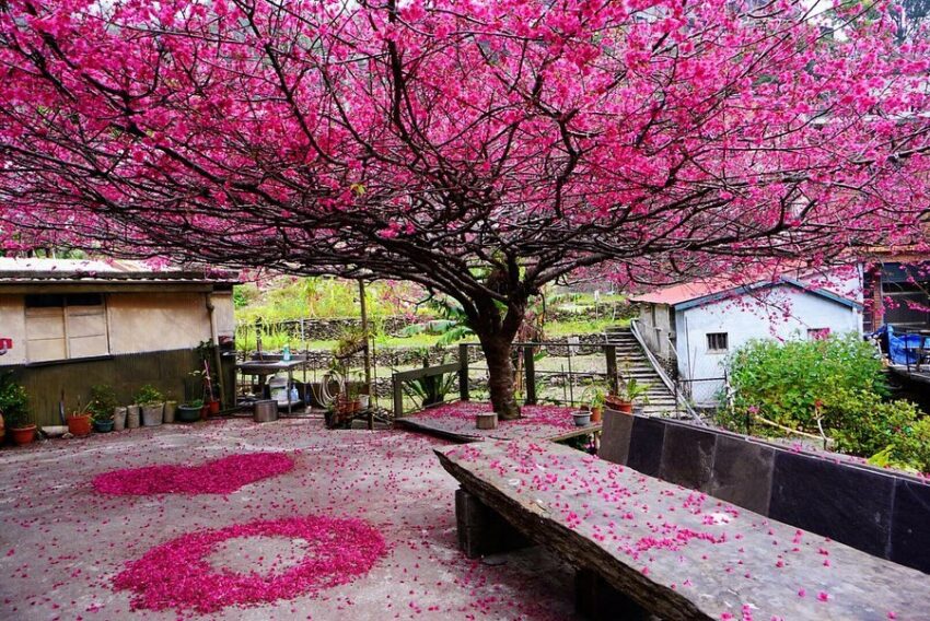 台灣賞櫻景點 －霧台櫻花王